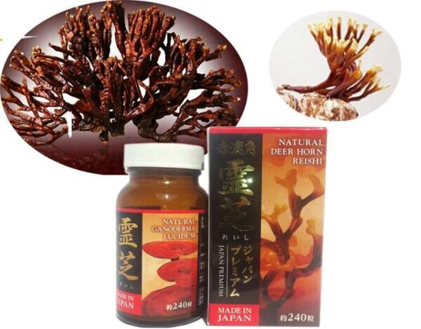 Nấm Linh Chi Sừng Hươu Nhật Bản Deer Hor...