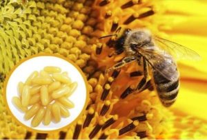 Thành phần viên uống Royal Jelly Healthy Care
