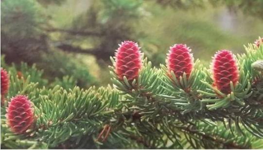  Samsung Red Pine 