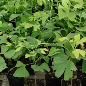 Viên uống bổ não Maruman Ginkgo Biloba