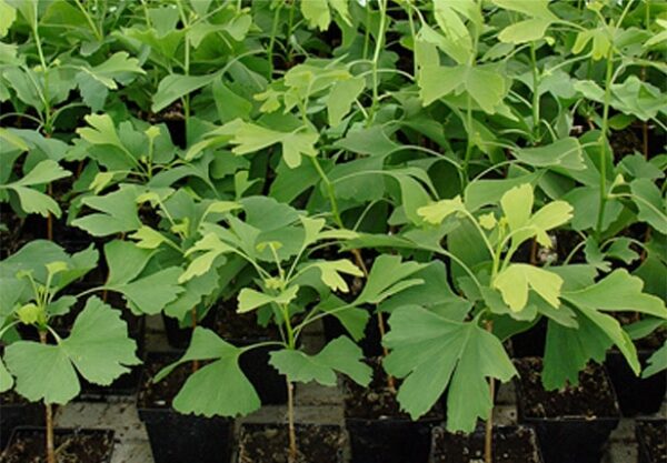 Viên uống bổ não Maruman Ginkgo Biloba