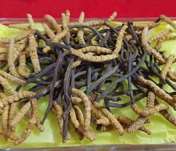 đông trùng con hàn quốc