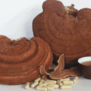 Nấm Linh Chi Nhật Bản Nissan Reishi