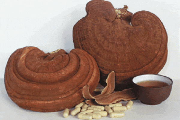 Nấm Linh Chi Nhật Bản Nissan Reishi