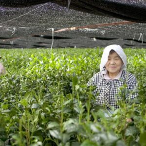 Bột Trà matcha, trà xanh matcha nguyên chất...