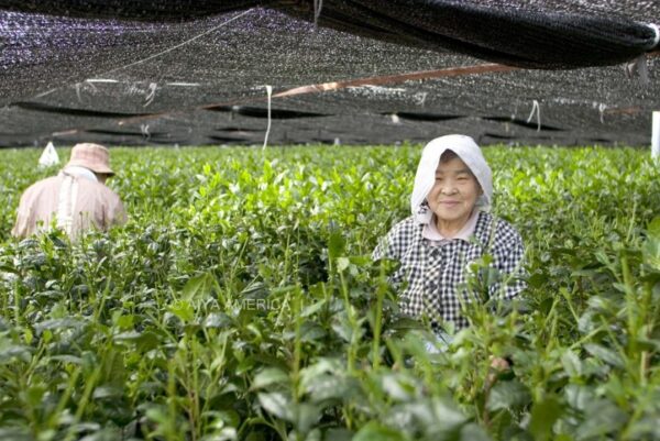 Bột Trà matcha, trà xanh matcha nguyên chất...